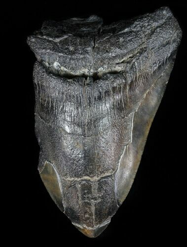 Partial, Megalodon Tooth - Georgia #56689